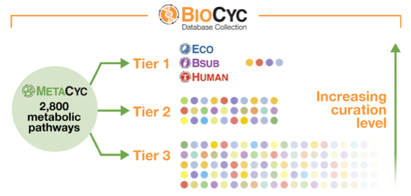 Diagram of three tiers of Databases within BioCyc